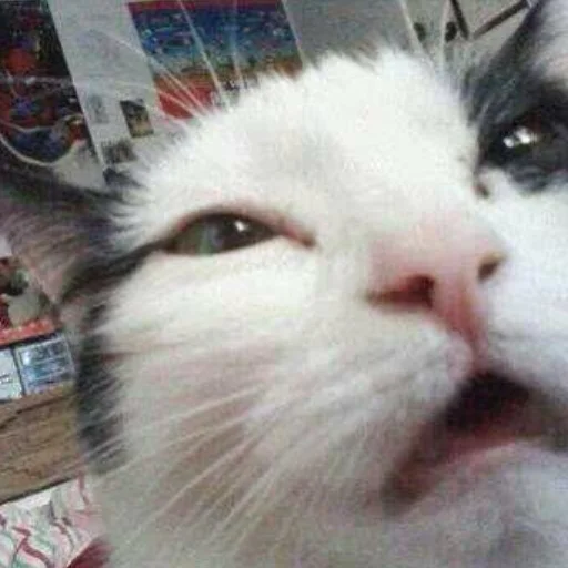 Sticker kisyliki - 1