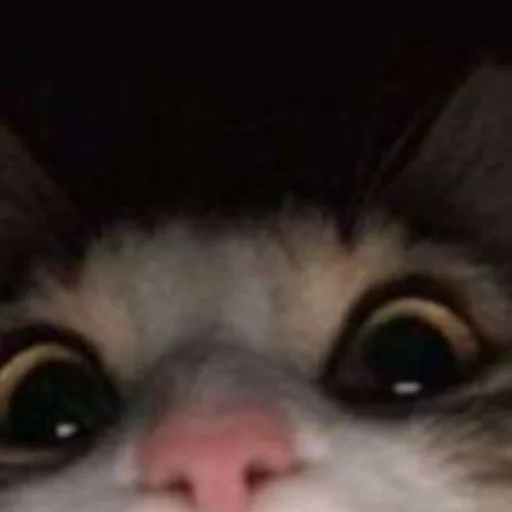 Sticker kisyliki - 1