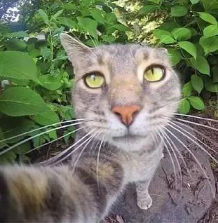 Стикер котики - 10