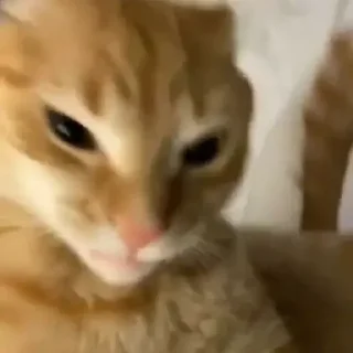 Стикер котики - 3