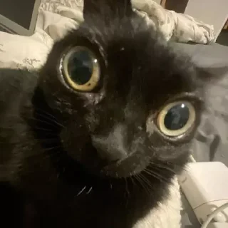 Стикер котики - 2