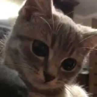 Стикер котики - 11