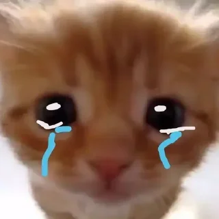 Стикер котики - 4