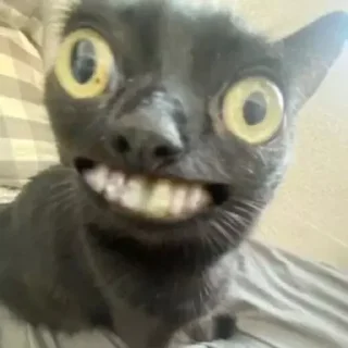 Стикер котики - 6