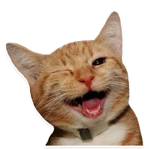 млекопитающее животное кошка