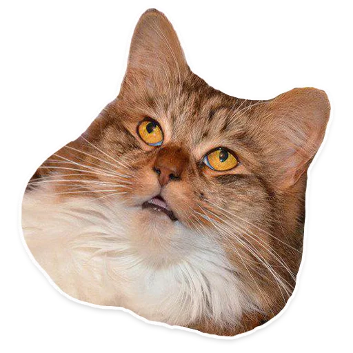 животное кошка млекопитающее