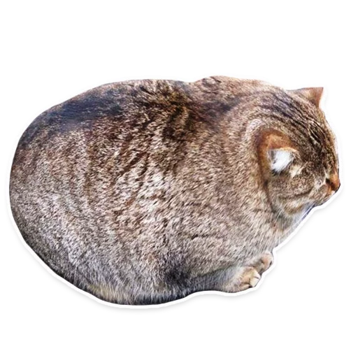 животное млекопитающее кошка