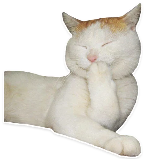 животное млекопитающее кошки малого и среднего размера