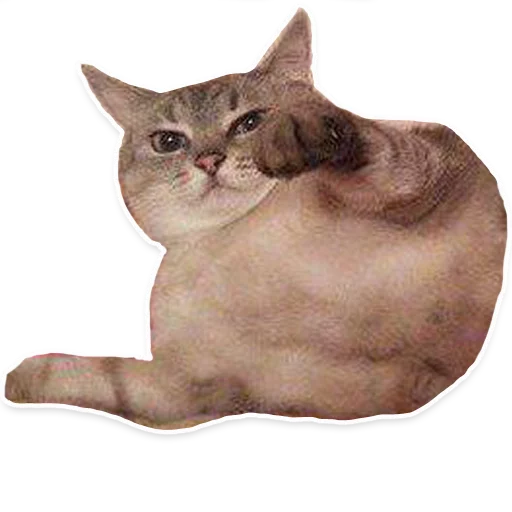 cat domestic cat animal