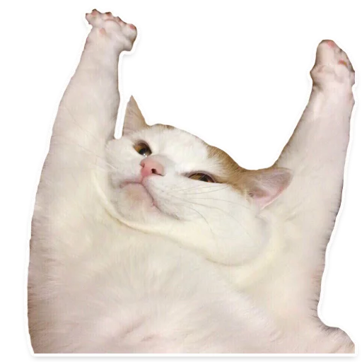 animal small to medium-sized cats cat