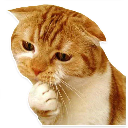 животное млекопитающее кошка