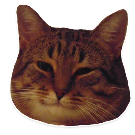 животное млекопитающее кошка