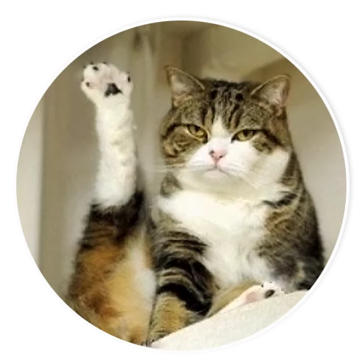 кошки малого и среднего размера кошачьи животное