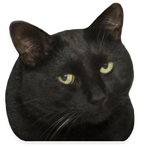 млекопитающее животное кошки малого и среднего размера