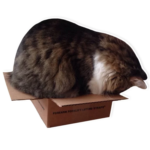 кошка животное кошки малого и среднего размера