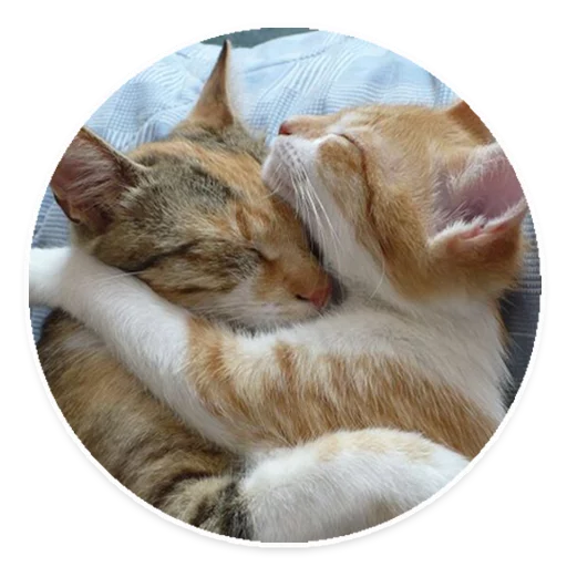 животное млекопитающее кошка