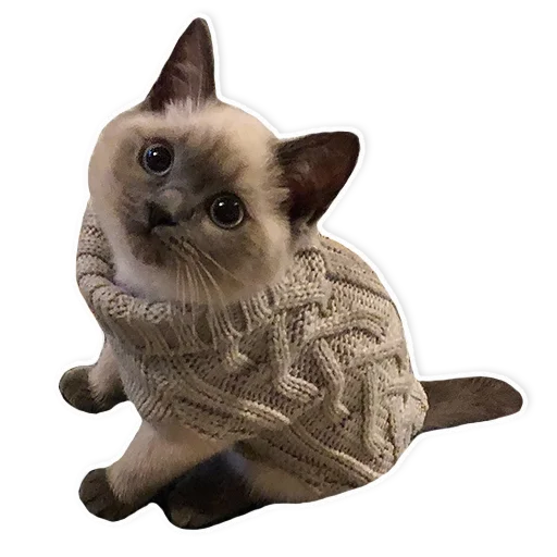 домашняя кошка кошка животное