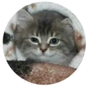 кiти - животное