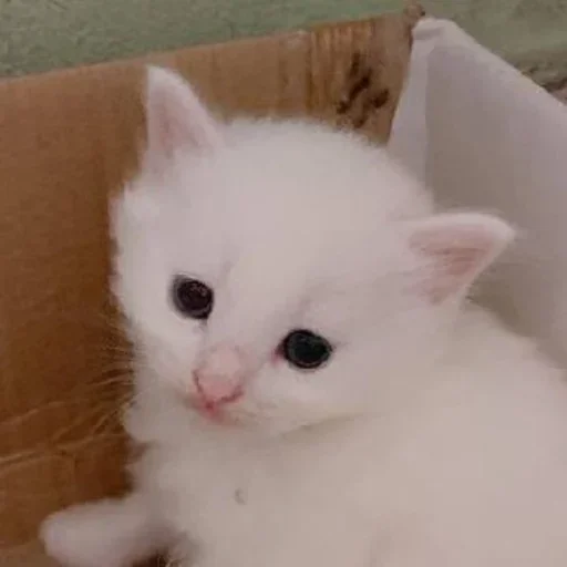 Sticker эляя блин @nkplzmeow - 10