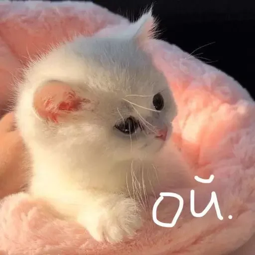 Sticker эляя блин @nkplzmeow - 9