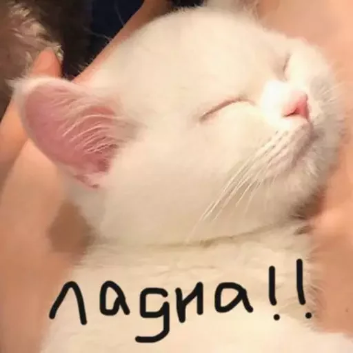 Sticker эляя блин @nkplzmeow - 6