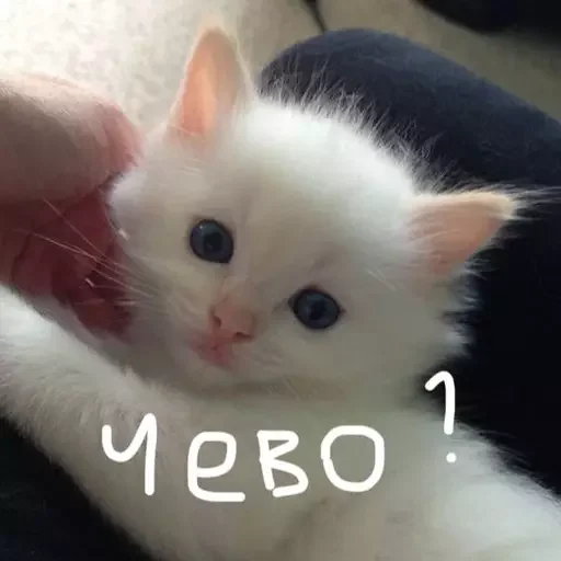 Sticker эляя блин @nkplzmeow - 5