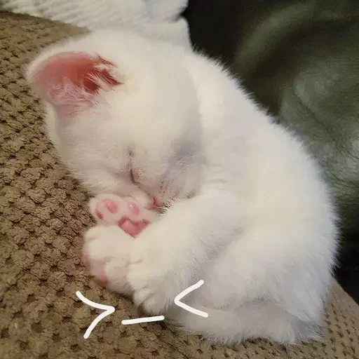 эляя блин @nkplzmeow - 