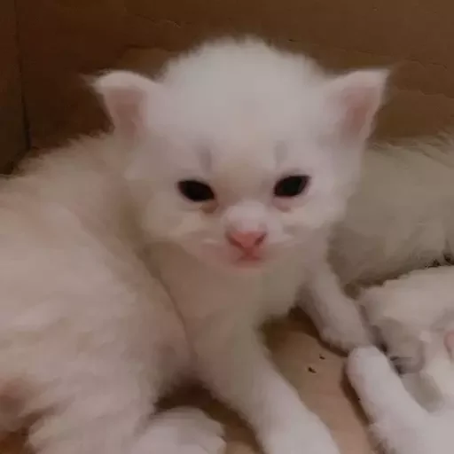 Sticker эляя блин @nkplzmeow - 4