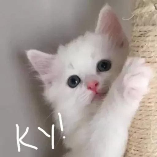 Sticker эляя блин @nkplzmeow - 3