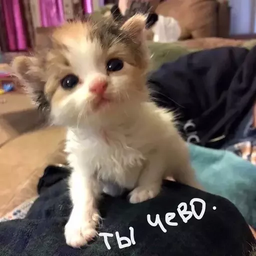 Sticker эляя блин @nkplzmeow - 1