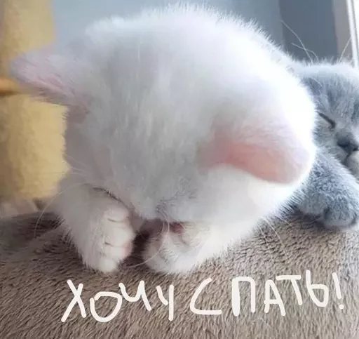 Sticker эляя блин @nkplzmeow - 0