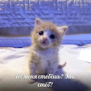 Стикер 🥰 - 1