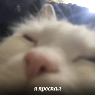 Стикер 🥰 - 10