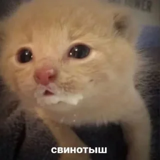 Стикер 🥰 - 4