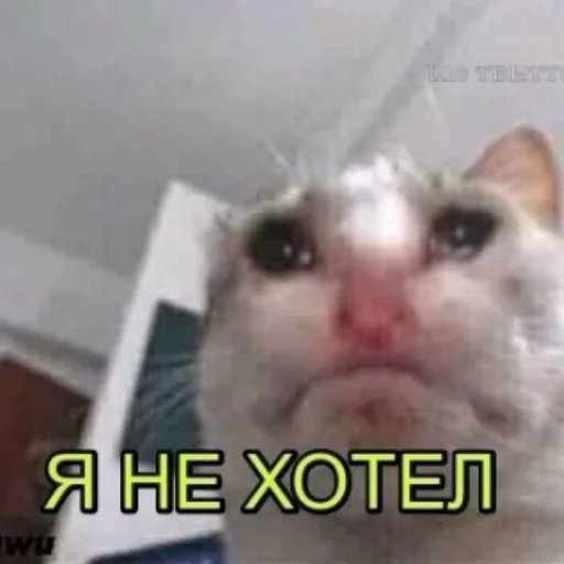 СМС млекопитающее животное