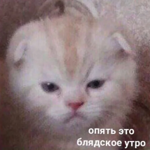 млекопитающее животное кошка