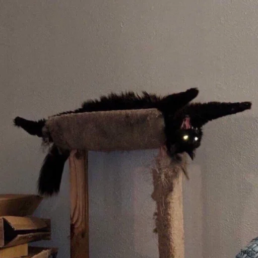 комнатный кошка стена