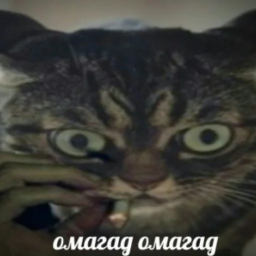 животное млекопитающее кошка