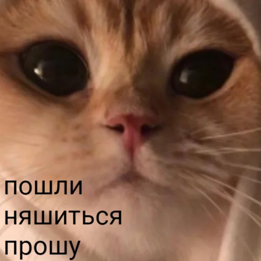 млекопитающее животное кошка