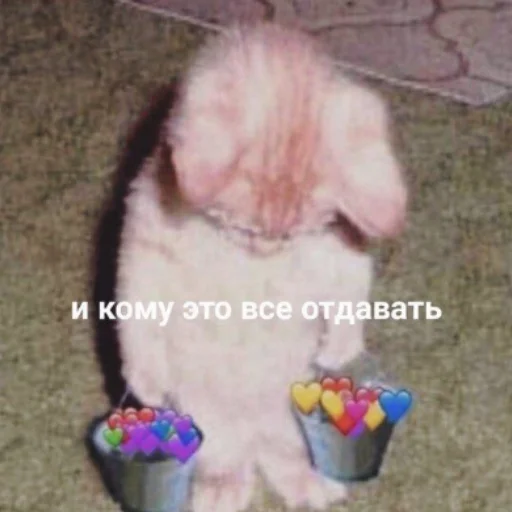 млекопитающее животное мех