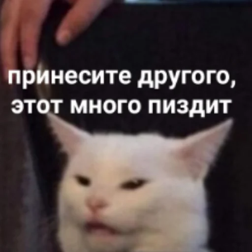 СМС млекопитающее животное