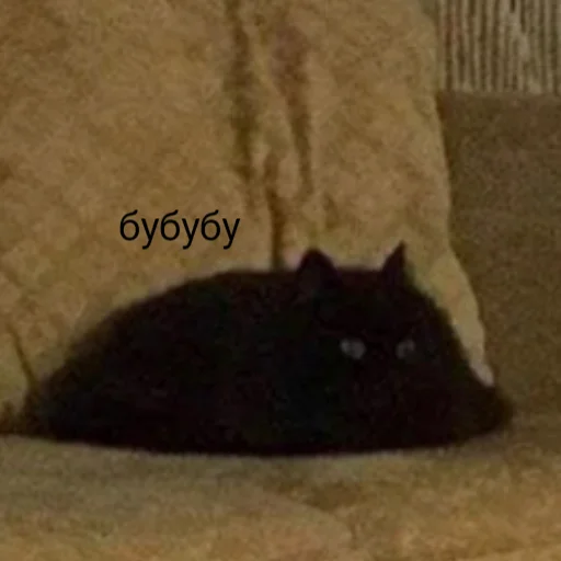 кошка комнатный чёрная кошка