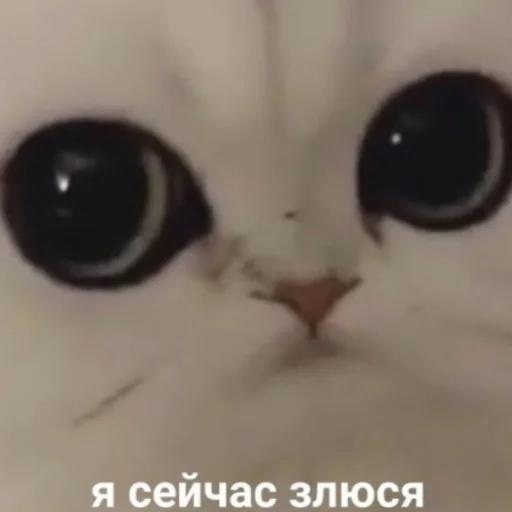 кошка животное кошки малого и среднего размера