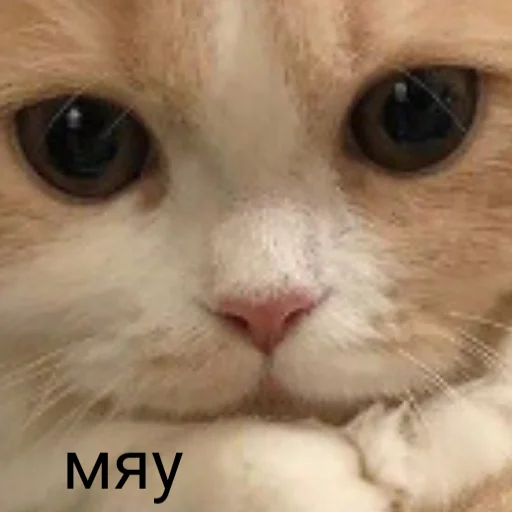 млекопитающее животное кошка