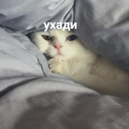 животное кровать прокладка