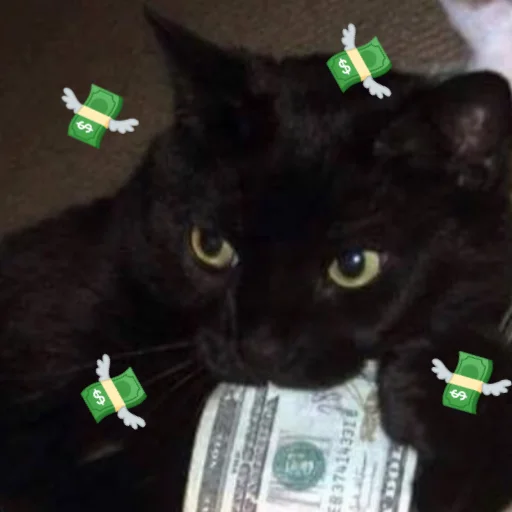 кошки малого и среднего размера чёрная кошка кошачьи