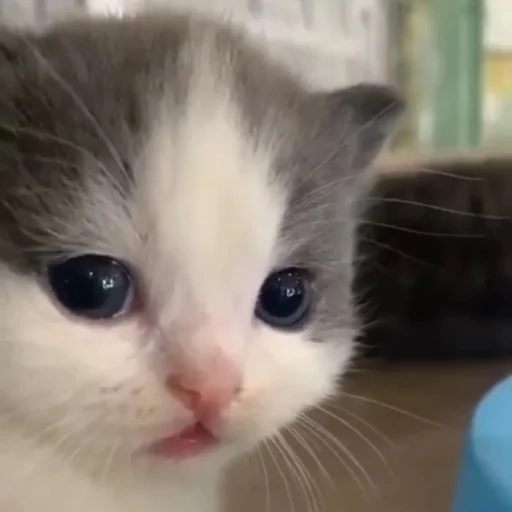 Sticker kitisss228 - 1