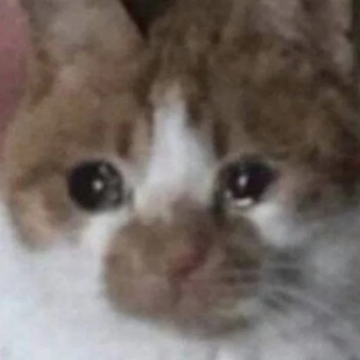 Sticker kitisss228 - 1