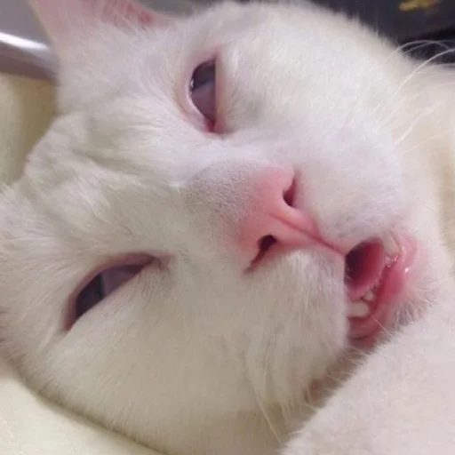 Sticker kitisss228 - 1