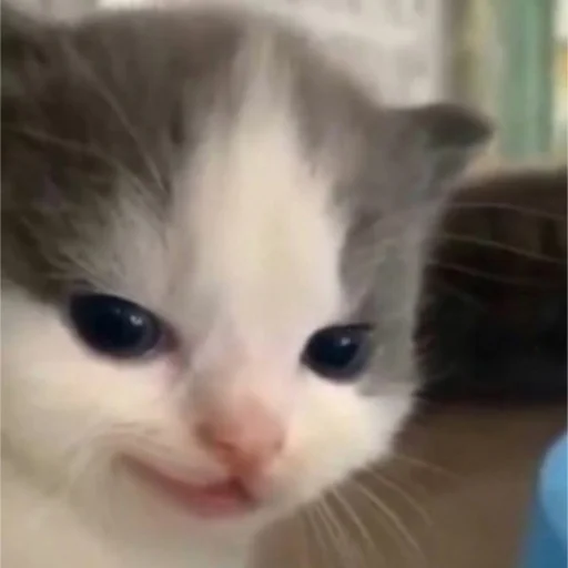 Sticker kitisss228 - 1